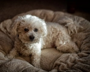 A Bichon Fris&eacute; on a round dog bed in a darkened room